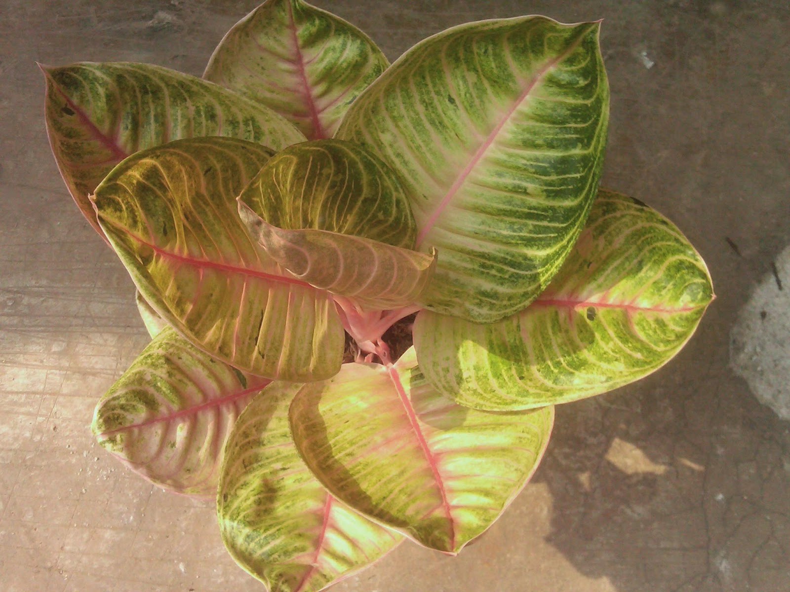 Aglaonema RED