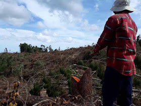 A mining firm felled thousands of trees in Brooke's Point town in Palawan province just days after former Environment Secretary Gina Lopez was rejected by the Commission on Appointments, a local official confirmed. The clearing covered more than 10 hectares of old growth forests in the town.  "I don't have the exact figure but those were thousands of trees. They cut down big and small trees alike. Some of those were probably centuries old." Brooke's Point Mayor Jean Feliciano said in a phone interview. Feliciano said the trees were located in a protected area of Mount Mantalingajan, which also serves as a watershed that supplies potable water to 5 villages.  The mining firm in question was identified as Ipilan Nickel Corporation, affiliate of Global Ferronickel Holdings, Inc. The company was granted a tree cutting permit in May 2016 but was cancelled in December. The company was among the mining firms that Lopez had ordered closed. Their ECC had already been canceled when they conducted the cutting operation. They don’t even have mayor’s and business permits,” Feliciano said.  The provincial government is preparing to file illegal logging charges against the company and its officers. The Palawan government had previously filed charges against eight Ipilan Mining Corp. personnel involved in the tree cutting for violation of Republic Act No. 9175 (Chainsaw Act of 2002). They were able to arrest the eight chainsaw-wielding miners who mowed down the area but their companions had fled.  The mining firm has since barred local officials, policemen and environment officials from entering the area. The town's mayor had to bring with her marines because the local police are afraid from threats of lawsuits filed against them.  Lopez, for her part, took to social media to vent out her disdain over the "massacre" of the town's trees. Lawmakers earlier this month rejected the appointment of Lopez, who cracked down on alleged unsafe mining practices during her 10 months in office. She posted images of the aftermath on her Facebook account, showing the remnants of the cut down trees, including some timber that were left after the mining personnel fled from the scene.  Her successor, Roy Cimatu, promised to investigate the logging activities in Brooke's Point. "I will immediately convene my staff and look into this immediately," Cimatu said in a separate interview.  Global Ferronickel President Dante Bravo has issued a statement denying that its affiliate Ipilan Nickel, lacked the necessary special tree cutting permits and noted that the cancellation of the permit is still subject of a pending motion for reconsideration. added that the company also has an outstanding SEP (Strategic Environment Plan) clearance issued by the Palawan Council for Sustainable Development and a Mineral Production Sharing Agreement with the government. Provincial officials sought on Wednesday the cancellation of the company’s SEP Permit from the provincial regulatory body.