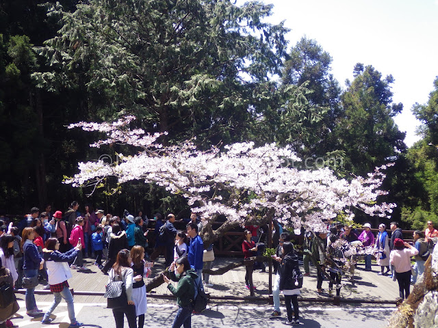 Alishan cherry blossom