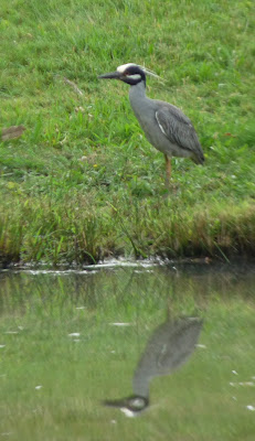 yellow-crowned night heron and reflection