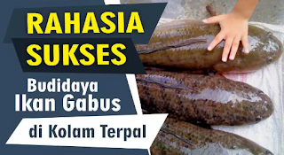 Budidaya Ikan gabus