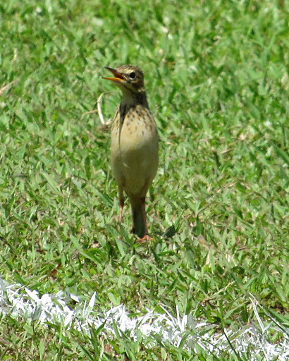 Paddyfield Pipit At Jalan Abdul Jalil Padang Ipoh