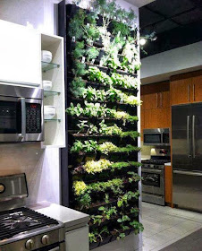 Planted Spice rack in kitchen