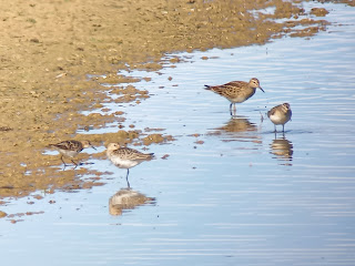 Juvenile Pectoral Sandpiper