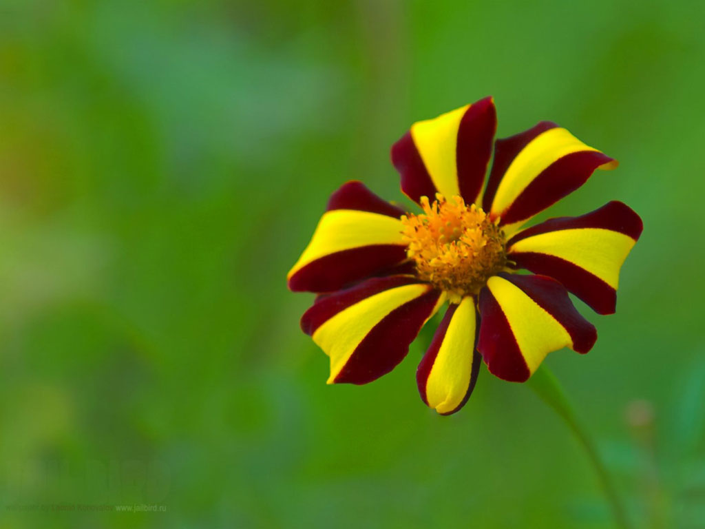 3 types of flowers