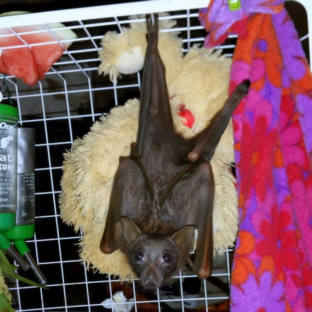 Rehab Megabat Little red, Flying-fox, Fruit bat