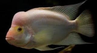 Midas Cichlid