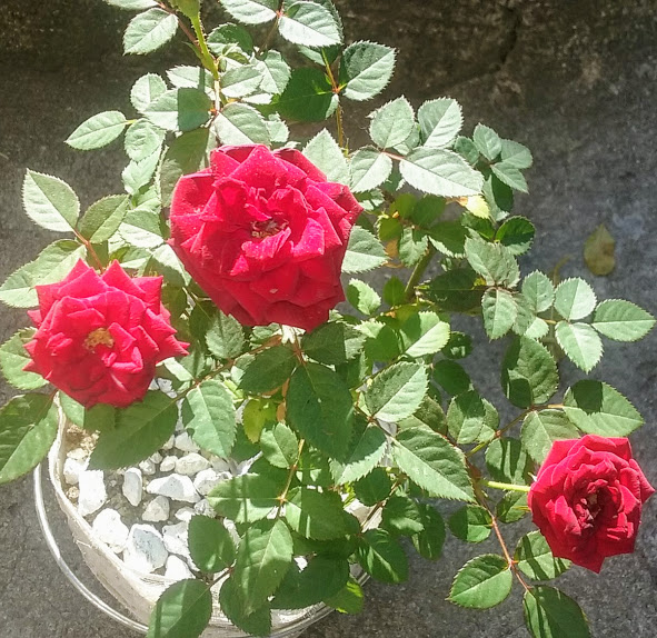 As mini-rosas tem o tamanho ideal pra quem deseja ter uma roseira, mas não tem espaço para cultivar a planta em tamanho original ou simplesmente prefere as plantas menores.