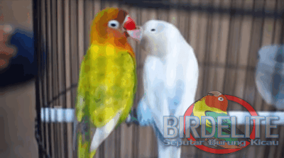 Settingan Lovebird Jantan Konslet Ngunci Jeda Rapat ala Quter Bogel Team SF Batu Malang