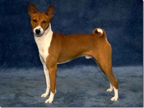 terrier del congo