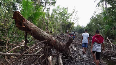 Pembukaan Jalan Yang Merusak Hutan Mangrove Dipastikan Tanpa Izin