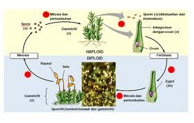 < a href="http://thinkforshare.blogspot.com/2013/04/perbedaan-lumut-dengan-paku.html"><img alt="Metagenesis Tumbuhan Lumut" src="http://thinkforshare.blogspot.com/2013/04/perbedaan-lumut-dengan-paku.html" />