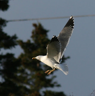 Yellow-legged Gull in flight