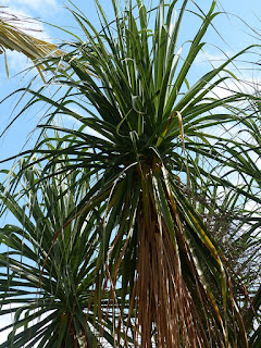 Pied d'éléphant - Arbre bouteille - Beaucarnea guatemalensis