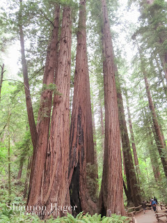 Shannon Hager Photography, Muir Woods, Redwood Trees