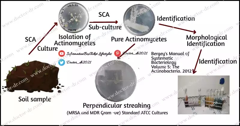 Procedure of Isolation of Actinomyctes from soil sample