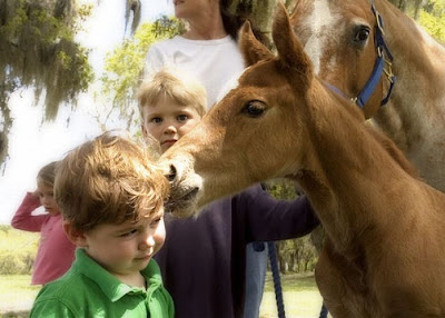 Photobombs By Horses Seen On www.coolpicturegallery.net