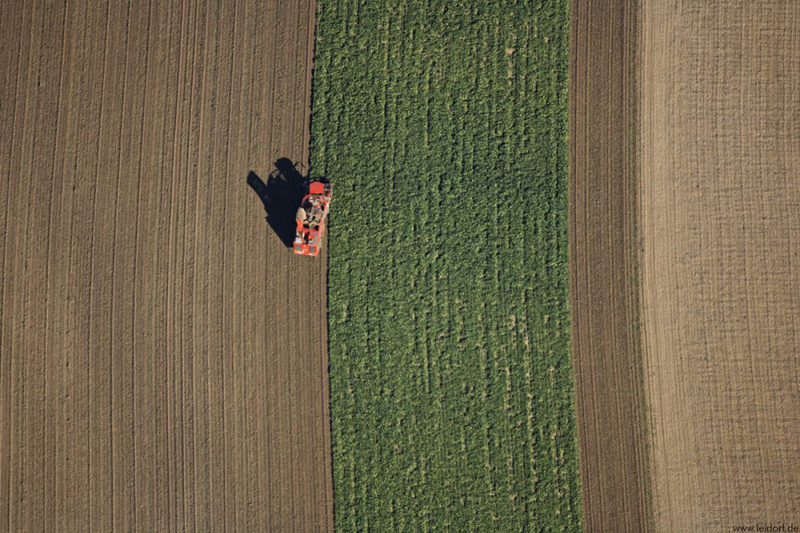 Sugar beets harvest