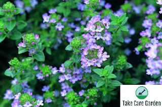 Tomilho (Thymus vulgaris) - Benefícios para a saúde, usos e efeitos colaterais