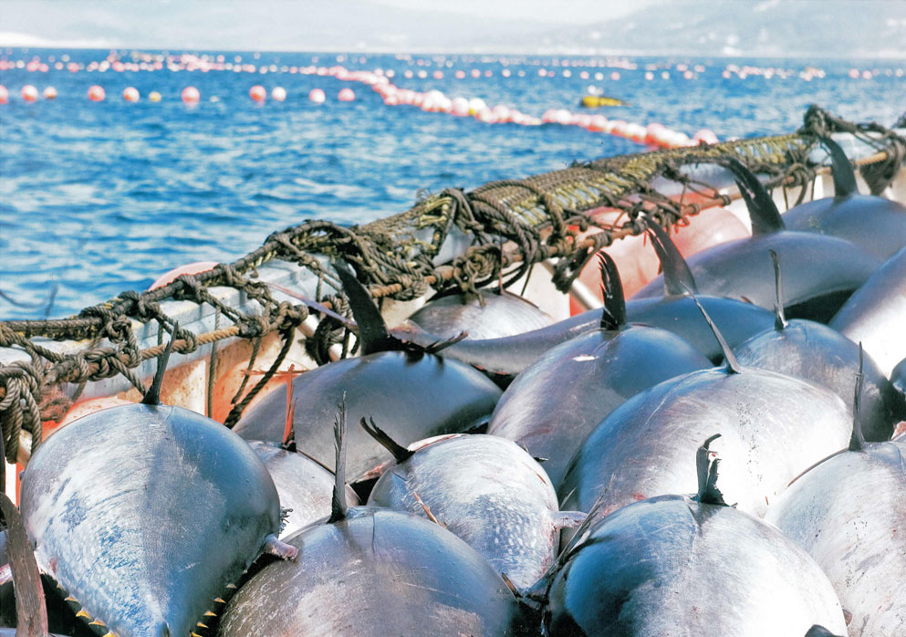 pesca atun almadraba cadiz