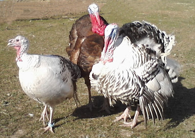 Bourbon Red and Crollwitzer urkey stags displaying to Crollwitzer female.