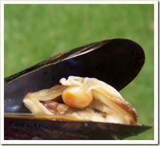 moule farcie 2
