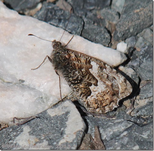 6-grayling