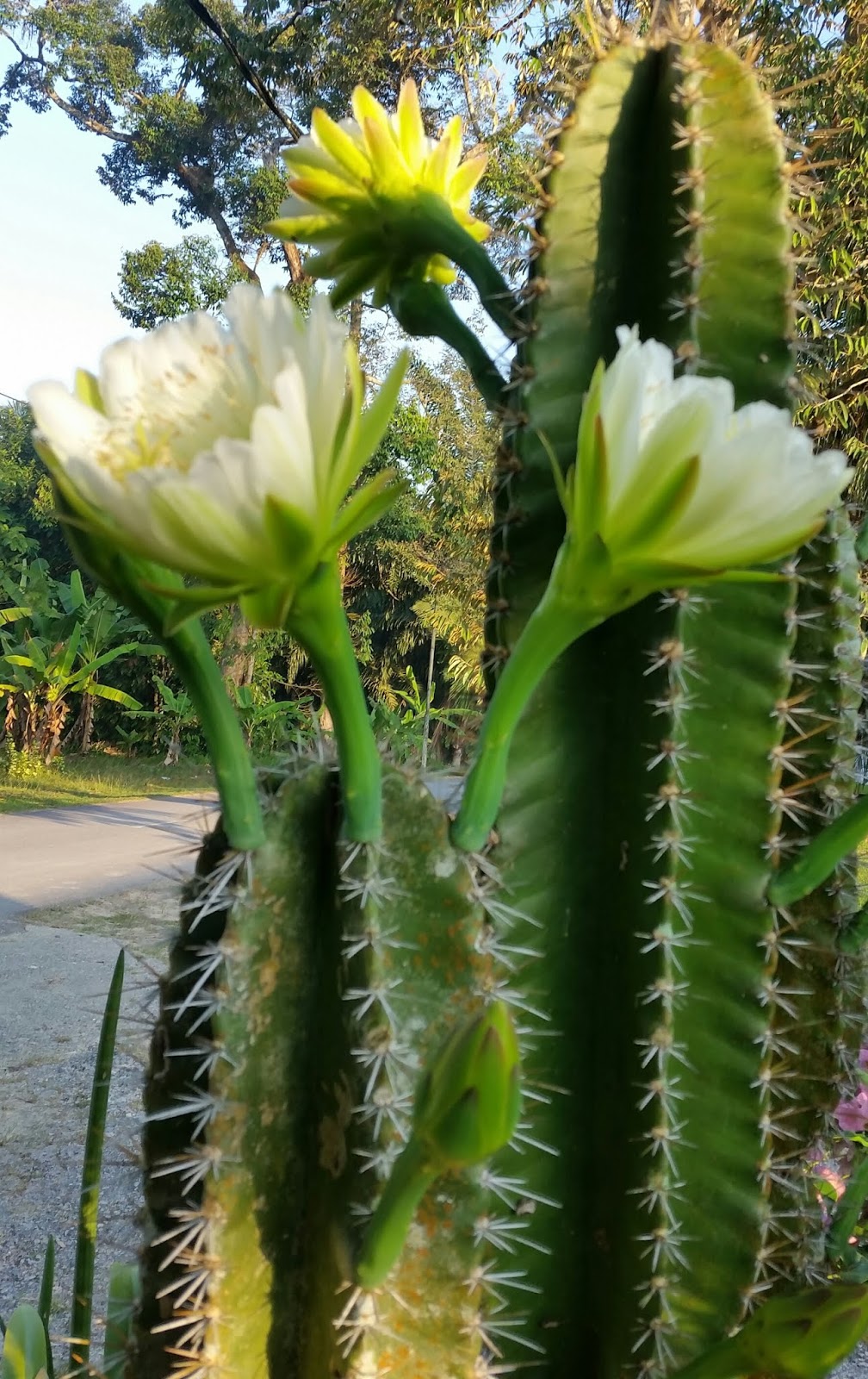 Warisan Petani Pokok  Kaktus Berbunga 