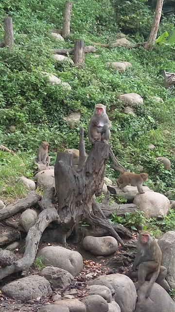 【台中旅遊景點推薦】大坑郭叔叔獼猴生態園區