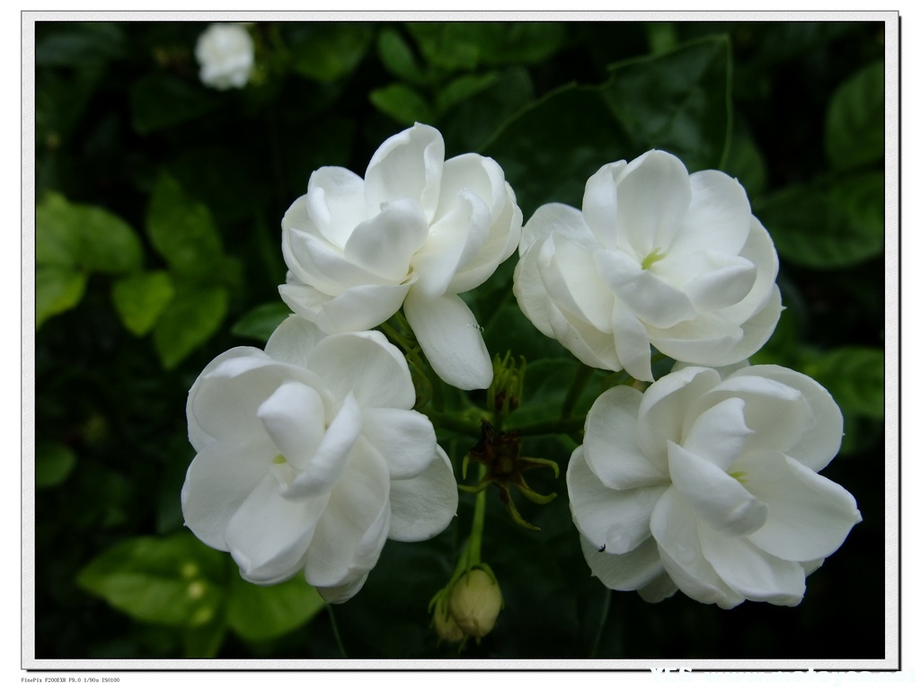  Gambar  Bunga  Melati Putih  Tercantik