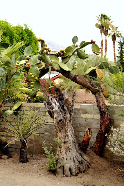 botany, cacti, cactus, desert life, plants, palm springs, moorten botanical garden