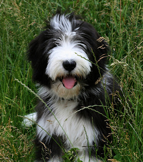 Bearded Collie Puppies Picture