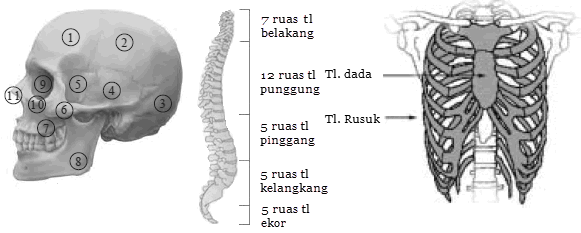 rangka badan