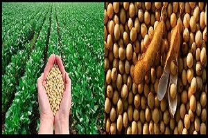 Soybean Crops in Agriculture and the Economy in America