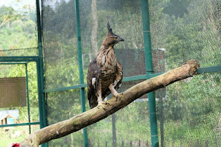 Javan Hawk Eagle