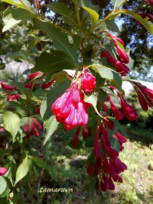 Вейгела 'Red Prince' (Weigela 'Red Prince')