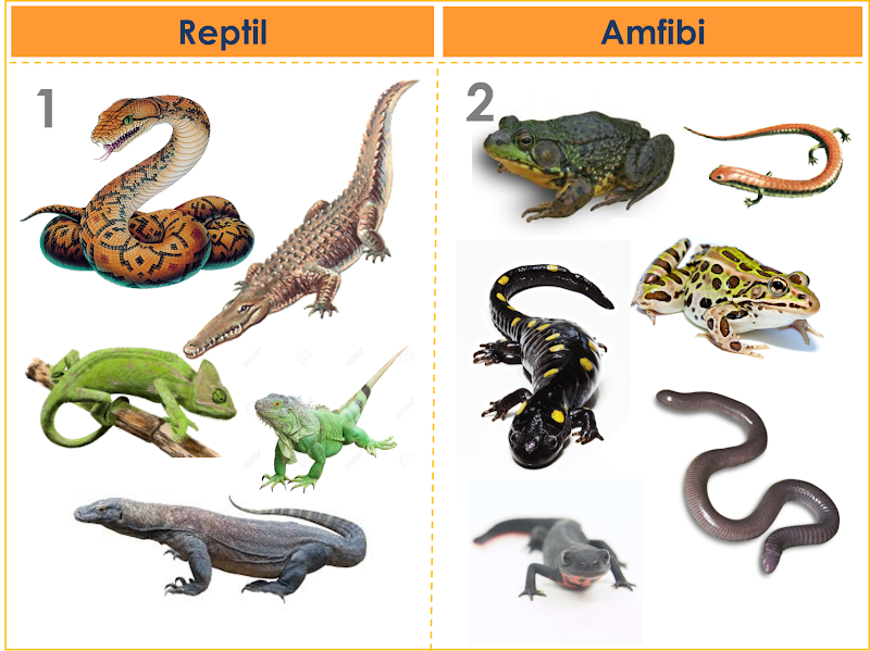 35+ Contoh Hewan Mamalia Reptil Amfibi, Gambar Terbaru