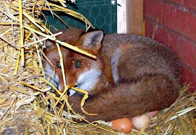 Funny animals of the week - 28 March 2014 (40 pics), fox laying eggs