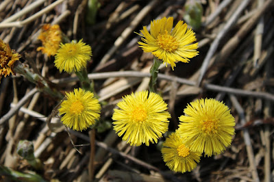 Klein Hoefblad - Lyts Hoefblêd - Tussilago farfaro