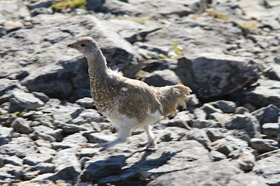 Young Male with Start of Reddish Eyecomb