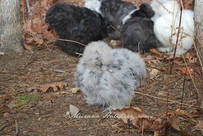 splash silkie hen