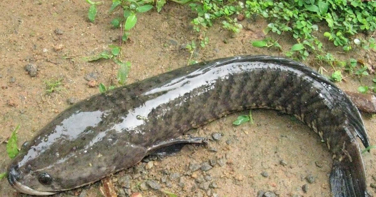 Banded+snakehead.jpg (1200×630)