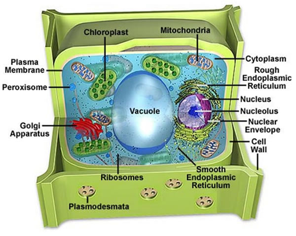 Plant cell with vacuole in it