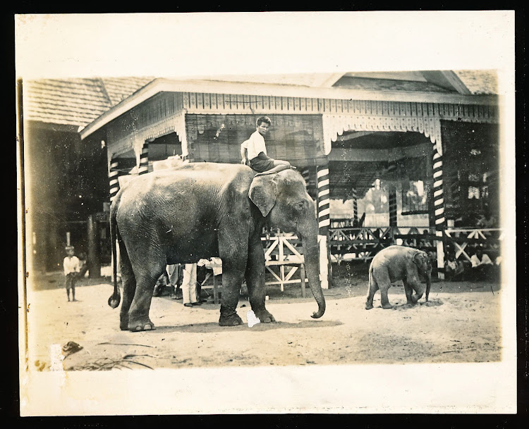 Elephant Being Ridden by an Indian Man along with a Baby Elephant - 1905