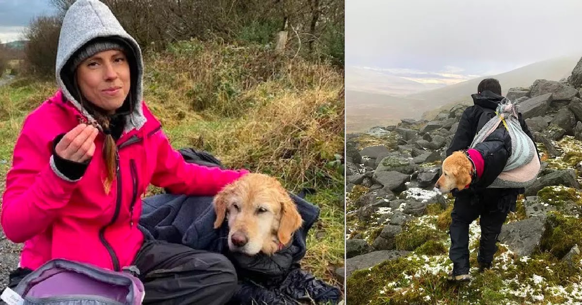 Video Shows The Rescue Of A Golden Retriever Who Was Lost For Two Weeks In The Wicklow Mountains