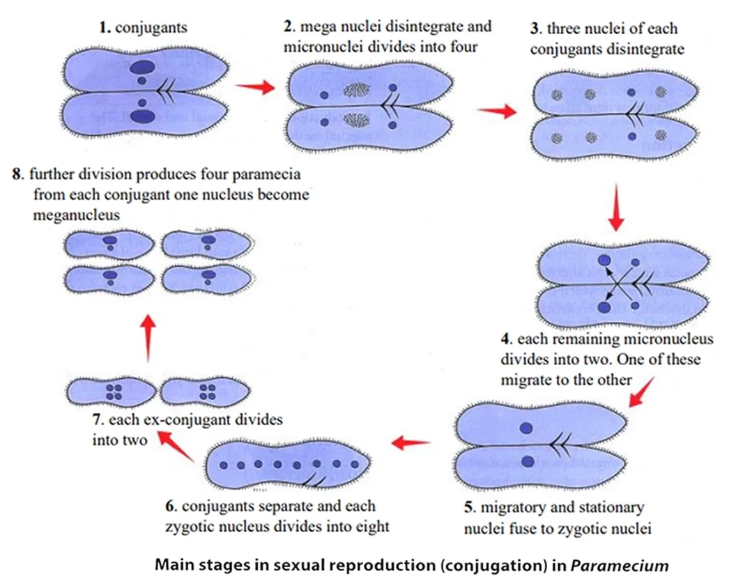 conjugation in paramecium