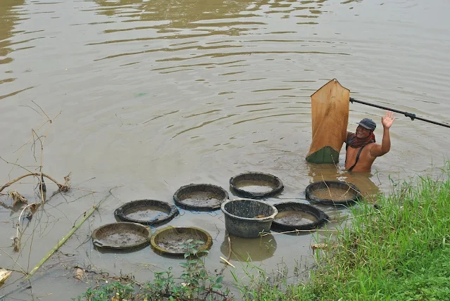 cacing pakan ikan hias