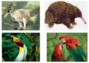 22+ Keren Abis Gambar Fauna Di Indonesia Timur