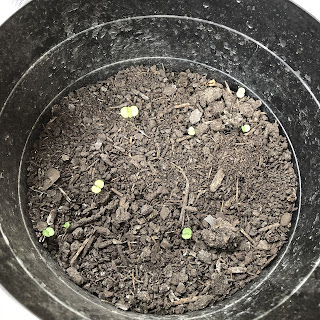 謎の植物が生えてきた！