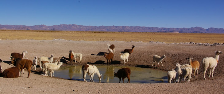 Les lamas autour d'un point d'eau